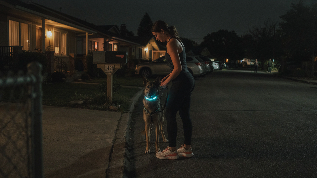 Walking Your Dog at Night? Read This First